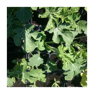 Plant de pastèque en godet