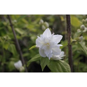 Philadelphus virginal 80/+ (seringat)