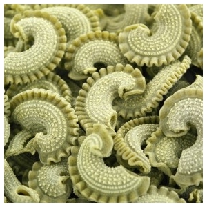 Crêts de coq ail des ours bio