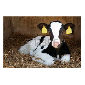 Veau de lait en caissette 5kg