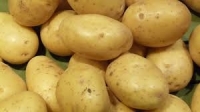 Pommes de terre amandine