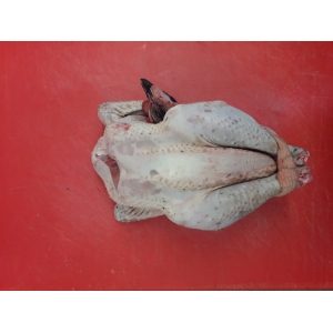 Poulet