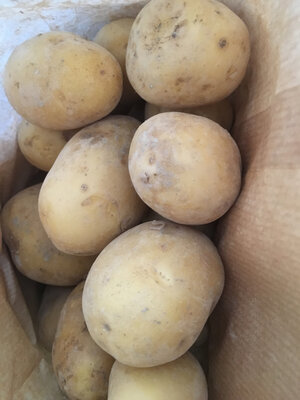 Pommes de terre aubaine