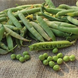 Petit pois