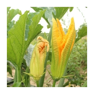 Fleurs de courgettes