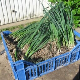Plants de poireaux