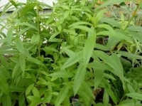 Plant de verveine citron
