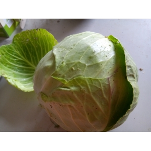 Chou vert