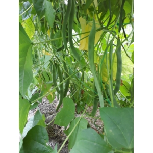 Haricots plats verts