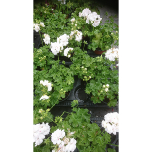 Géranium demi lierre à fleurs blanche