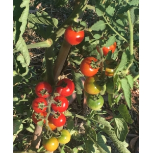 Tomate cerise ou cocktail