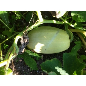 Courge spaghetti (grosse)