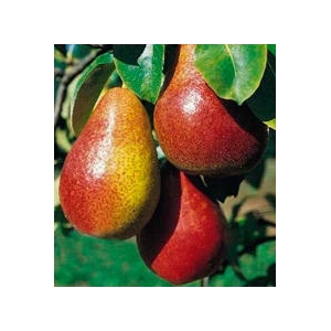 Poire louise bonne 13kg