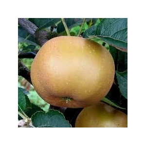 Pomme reinette grise 14 kg petit calibre 60mm