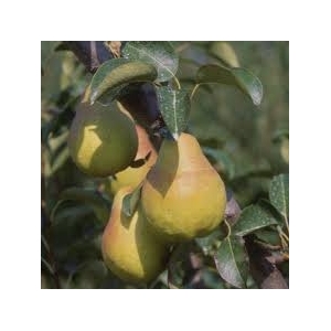 Poire williams