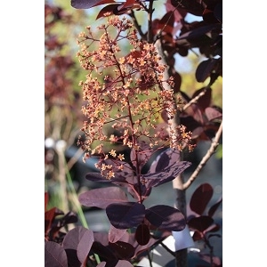 Cotinus royal purple 30/50 (arbre à perruques)