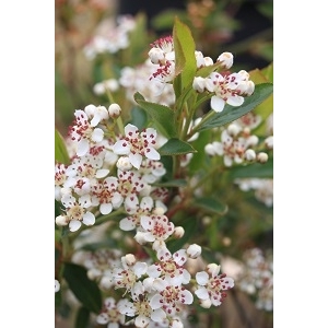 Aronia mel. viking 30/50 (aronie)