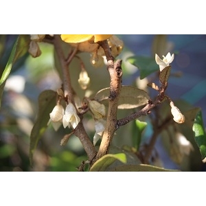 Elaeagnus ebbingei 30/50