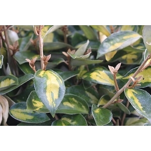 Elaegnus ebb. limelight 30/50