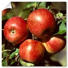 Pommes reine des reinettes 2kg (petites)