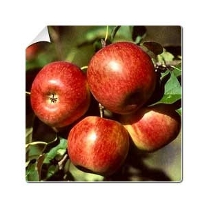 Pommes reine des reinettes 2kg