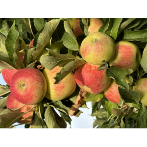 Pommes reine des reinettes