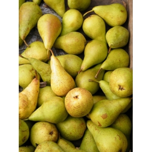 Poires bio moyen/gros