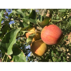 Lot pommes rubinette