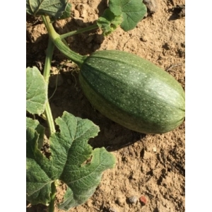 Courges vertes / jaune