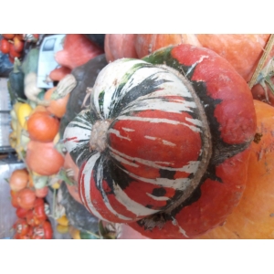 Potiron giraumon turban