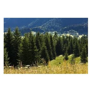 Miel de sapin pot de 1kg