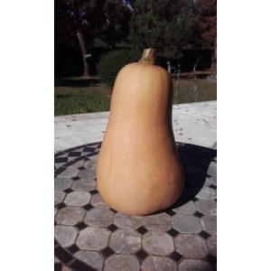 Butternut et / ou mini-butternut