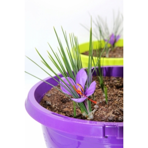 Pot violet de bulbes à safran