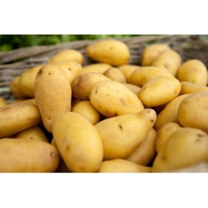 Pomme de terre  charlotte calibre 35/65