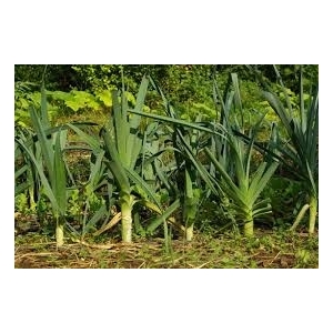 Poireaux sans traitements