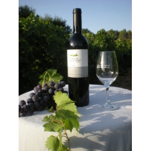 Aop rouge collet vert