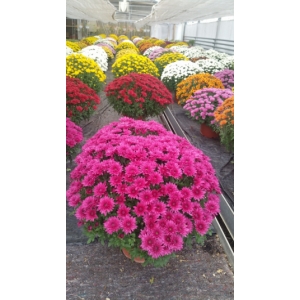 Chrysanthème pomponnettes