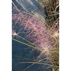 Muhlenbergia cappilaris
