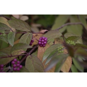 Callicarpa dich. issai 40/60 (arbuste aux bonbons)