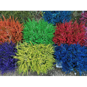 Callune teinté pot 10 cm