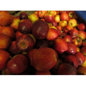 Dalinette ( choupette en magasin)