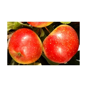 Pomme dalinette bio