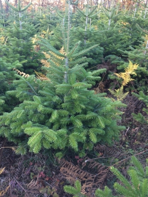Sapin de noel nordmann avec pied 100-125cm