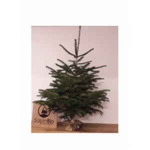 Sapin nordmann bio 1,00-1,25 + rondelle