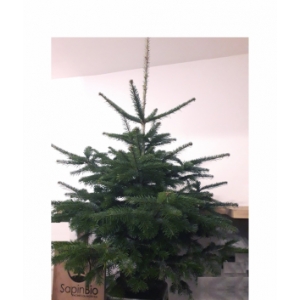 Sapin nordmann bio 1,25-1,50 + rondelle