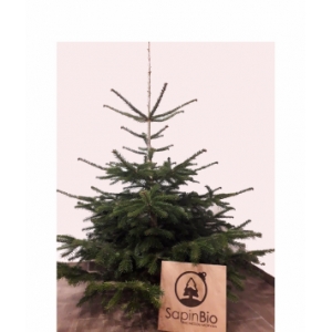 Sapin nordmann bio 1,50-1,75 + rondelle