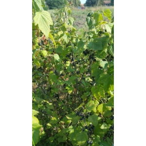 Cassisier géant de boskoop