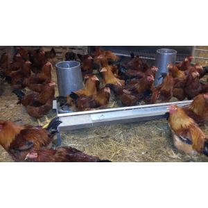 Chapons fermiers- volaille festive