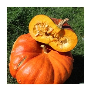 Citrouille vif étample en part