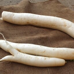 Radis blanc daikon